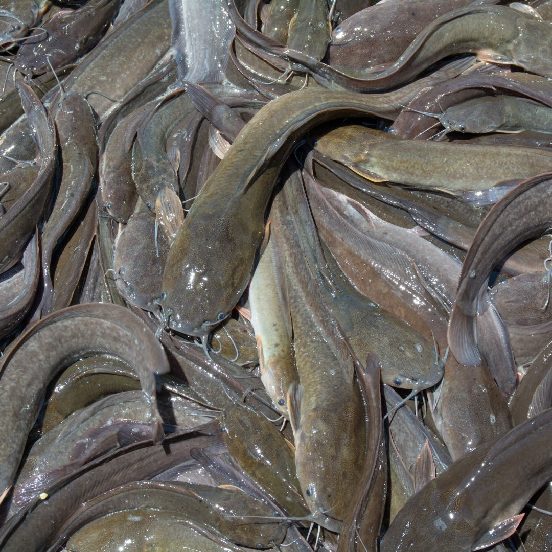 Catfish Scented Fish Attractant
