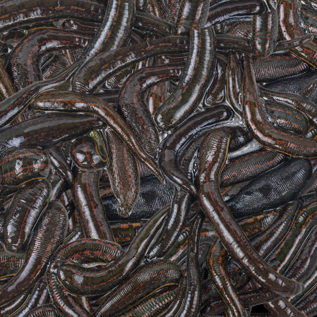 Leech Scented Fish Attractant