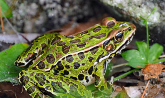 Leopard Frog Scented Fish Attractant