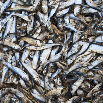 Alewife Scented Fish Attractant