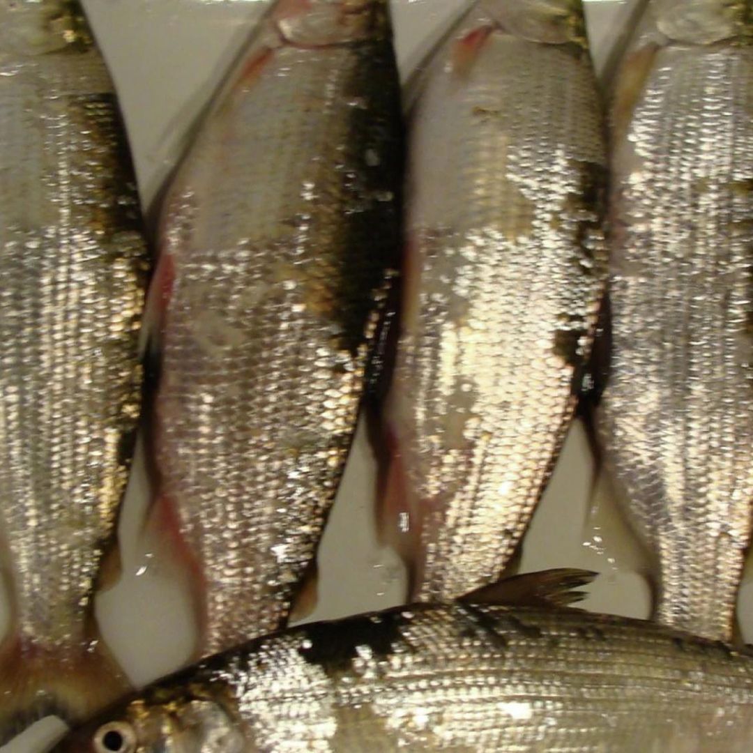 Cisco Scented Fish Attractant