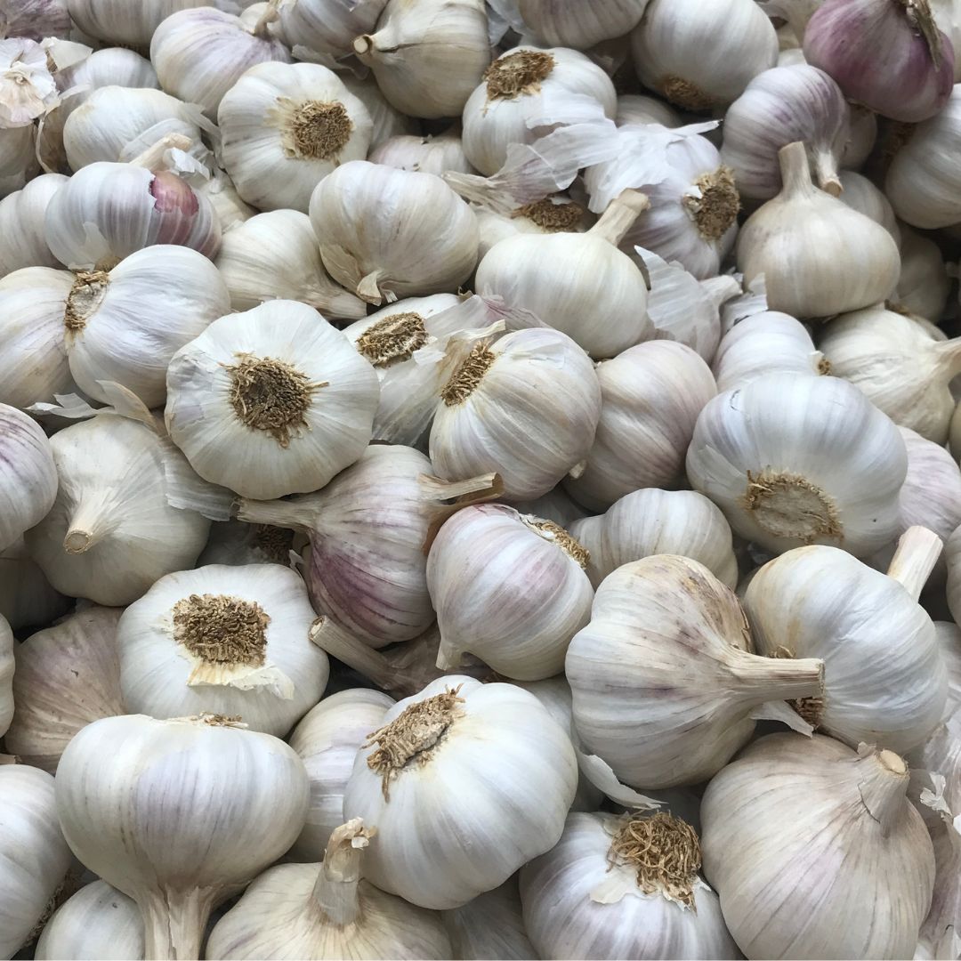 Garlic Scented Fish Attractant